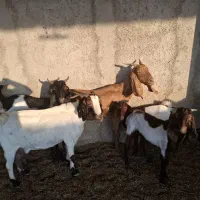 ۶بز|حیوانات مزرعه|اهواز, دغاغله|دیوار