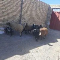 پنج‌میش‌بره‌جوان‌درجه‌یک‌باب‌خانه‌داره