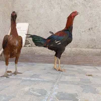 سلام دو عدد جوجه لاری اصل نصب دار پنچ ماه|حیوانات مزرعه|رشتخوار, |دیوار