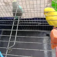 مرغ عشق|پرنده|مرودشت, مسکن مهرگان|دیوار