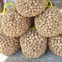 بشکن ببر باپوست سبز