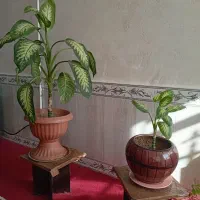 گل زیبا|گل و گیاه طبیعی|اشترینان, |دیوار