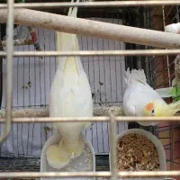 طوطی عروس هلندی|پرنده|مرودشت, تخت جمشید|دیوار