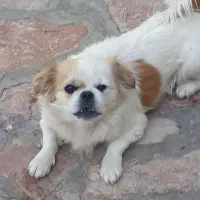 سگ نژاد شیتزو|سگ|طرقبه, |دیوار