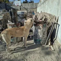 سگ عراقی پژدر