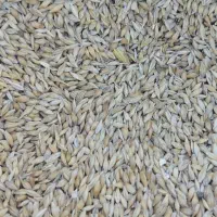 فروشی جو خارجی مخصوص دام