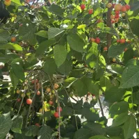 به دوتا نیز جهت کار در باغ رستوران