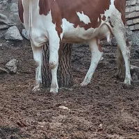 گاو گوساله ماده سیمیتال 12کیلوشیر|حیوانات مزرعه|کرمان, |دیوار