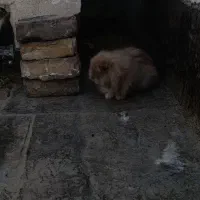 خرگوش لوپ بالغ