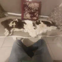 قوری و فنجان و ماهی بلوری پیش دستی دیس هارکوپال|حراج|پرند, فاز ۵|دیوار