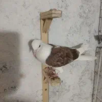 پشت یا دوکت معاوضه با ساده قشنگ