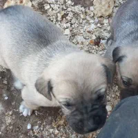 رایگان|سگ|سراجو, |دیوار