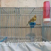 قناری شلاقی|پرنده|اصفهان, خواجو|دیوار