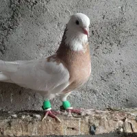 توقی|پرنده|باوی, |دیوار