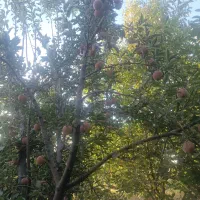 سیب|خوردنی و آشامیدنی|کرمانشاه, |دیوار