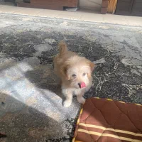 مالتیز شیتزو|سگ|کرمان, |دیوار