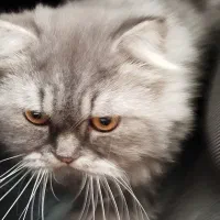 گربه بریتیش و اسکاتیش جفت|گربه|رشت, سعدی (تختی)|دیوار