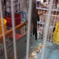 قناری|پرنده|کارون, |دیوار