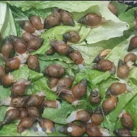 تعدادی حلزون