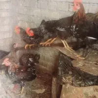 نیمچه مرغ و خروس