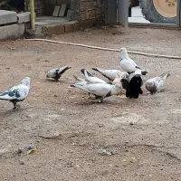 کفتر رنگی 8عدد