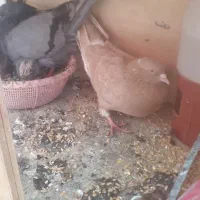یه جفت کبوتر