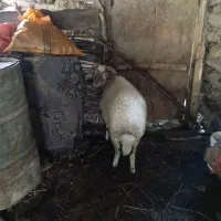 گوسفند نر|حیوانات مزرعه|گوراب زرمیخ, |دیوار