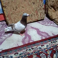 کبوتر خارجی پوس پیازی|پرنده|برازجان, |دیوار