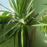 یوکا آپارتمانی