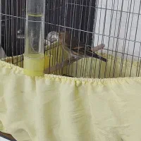 سهره قناری نر