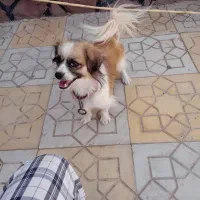 سگ پاکوتاه|سگ|سبزوار, کهنه آب|دیوار