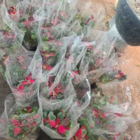 گلخانه در رضاشهر|گل و گیاه طبیعی|مشهد, رضاشهر|دیوار