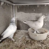 کبوتر مفلق کفتر کار