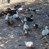 ارودک پاک کرده ورب انار محلی اروکانیک و نارنج