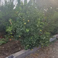 باغچه 500متری دزفول،دهبر ،کوچه باغ آسمان