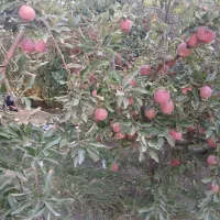 اکیب، جمع آوری محصولات،کشاورزی،وصیفی،جات