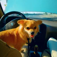 سگ پامر شیبابا