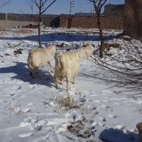 سانن|حیوانات مزرعه|سجاس رود, |دیوار