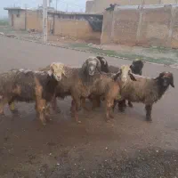 فروش ۴ راس میش آبستن ی قوچ ویک عدد بره تخ
