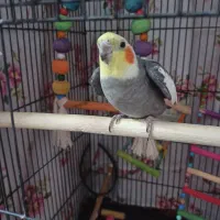 عروس هلندی|پرنده|صحنه, |دیوار