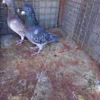 کبوتر شکار|پرنده|فردوس (خراسان), |دیوار