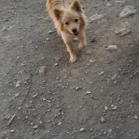 سگ پامر روباهی