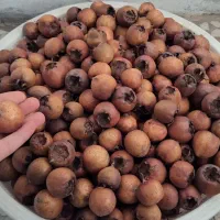 ۱۰۰ کیلو ازگل (ازگیل) سایز درشت