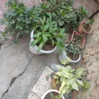 انواع گل به  قیمت مناسب