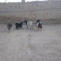 بزغاله  ماده|حیوانات مزرعه|کنگاور, |دیوار