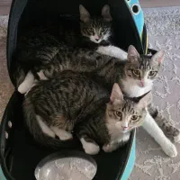 گربه