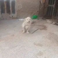 فروش سگ پاپی ماده