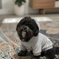 سگ دو ساله نر|سگ|دزفول, |دیوار