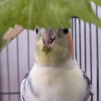 عروس هلندی،گمشده