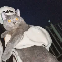 گربه بریتیش (جفت گیری)